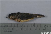 藏品(紅胸啄花鳥)的圖片